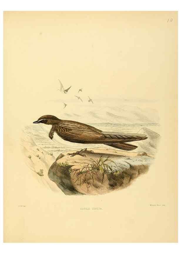 Reproducción/Reproduction 49522104068: A monograph of the Hirundinidae or family of swallows. London :Henry Sotheran & Co.,1885-1894.. 