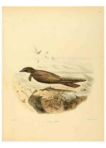 Reproducción/Reproduction 49522104068: A monograph of the Hirundinidae or family of swallows. London :Henry Sotheran & Co.,1885-1894.. 