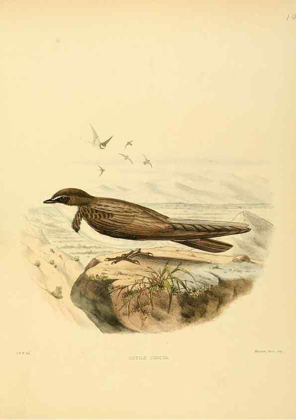 Reproducción/Reproduction 49522104068: A monograph of the Hirundinidae or family of swallows. London :Henry Sotheran & Co.,1885-1894.. 