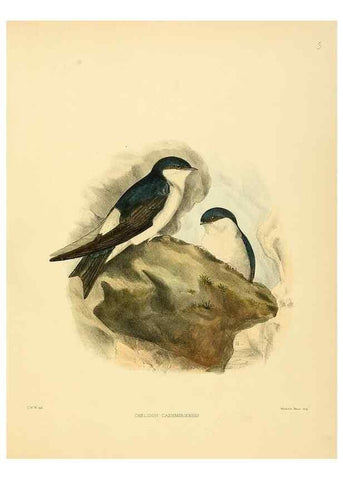 Reproducción/Reproduction 49522840072: A monograph of the Hirundinidae or family of swallows. London :Henry Sotheran & Co.,1885-1894.. 