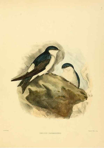 Reproducción/Reproduction 49522840072: A monograph of the Hirundinidae or family of swallows. London :Henry Sotheran & Co.,1885-1894.. 