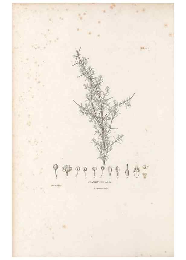 Reproducción/Reproduction 49521318838: Nova genera et species plantarum :. Antverpiae :Ex officina Christophori Plantini ...,1576.. 