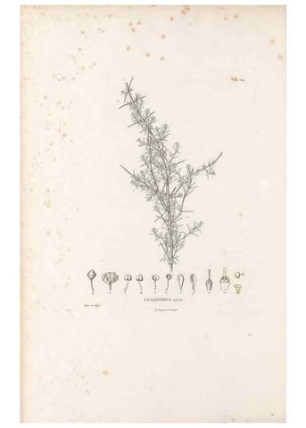 Reproducción/Reproduction 49521318838: Nova genera et species plantarum :. Antverpiae :Ex officina Christophori Plantini ...,1576.. 