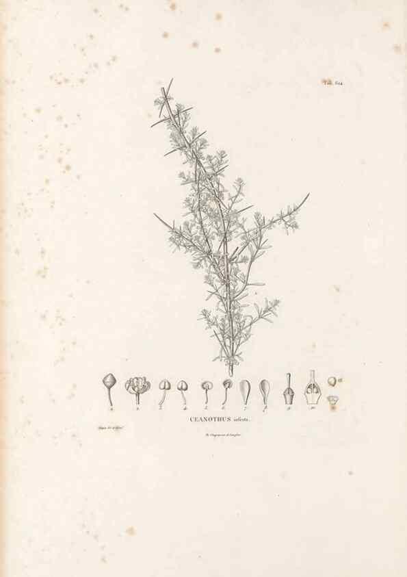 Reproducción/Reproduction 49521318838: Nova genera et species plantarum :. Antverpiae :Ex officina Christophori Plantini ...,1576.. 