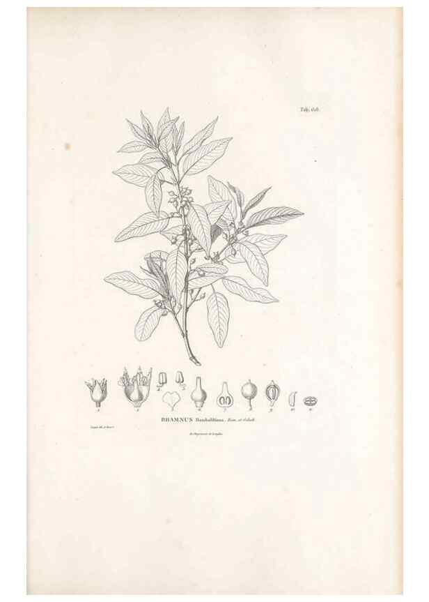 Reproducción/Reproduction 49522051432: Nova genera et species plantarum :. Antverpiae :Ex officina Christophori Plantini ...,1576.. 