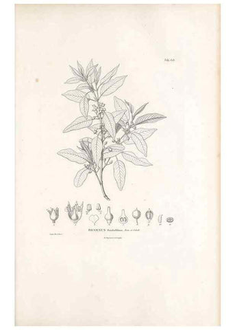 Reproducción/Reproduction 49522051432: Nova genera et species plantarum :. Antverpiae :Ex officina Christophori Plantini ...,1576.. 