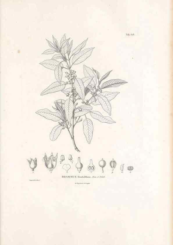 Reproducción/Reproduction 49522051432: Nova genera et species plantarum :. Antverpiae :Ex officina Christophori Plantini ...,1576.. 