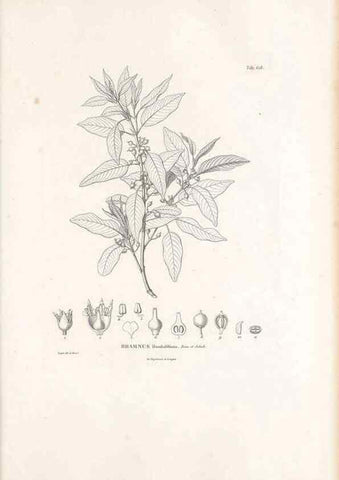 Reproducción/Reproduction 49522051432: Nova genera et species plantarum :. Antverpiae :Ex officina Christophori Plantini ...,1576.. 