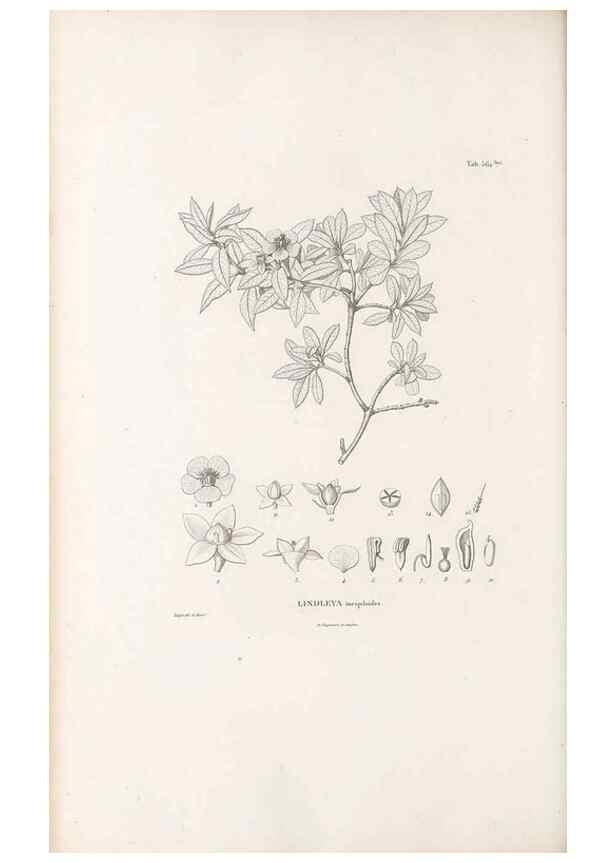 Reproducción/Reproduction 49521256813: Nova genera et species plantarum :. Antverpiae :Ex officina Christophori Plantini ...,1576.. 