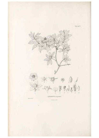 Reproducción/Reproduction 49521256813: Nova genera et species plantarum :. Antverpiae :Ex officina Christophori Plantini ...,1576.. 
