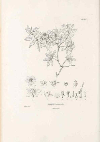 Reproducción/Reproduction 49521256813: Nova genera et species plantarum :. Antverpiae :Ex officina Christophori Plantini ...,1576.. 