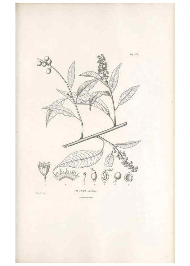 Reproducción/Reproduction 49521780781: Nova genera et species plantarum :. Antverpiae :Ex officina Christophori Plantini ...,1576.. 