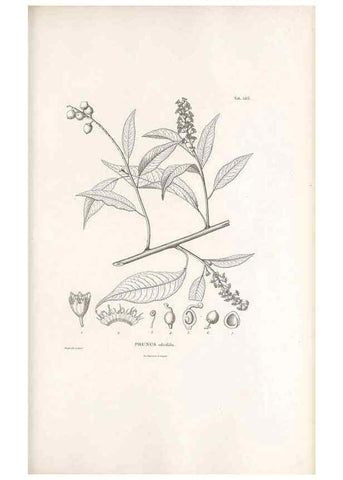 Reproducción/Reproduction 49521780781: Nova genera et species plantarum :. Antverpiae :Ex officina Christophori Plantini ...,1576.. 