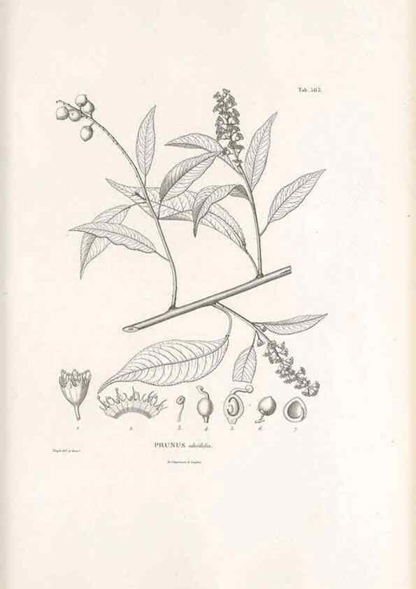 Reproducción/Reproduction 49521780781: Nova genera et species plantarum :. Antverpiae :Ex officina Christophori Plantini ...,1576.. 