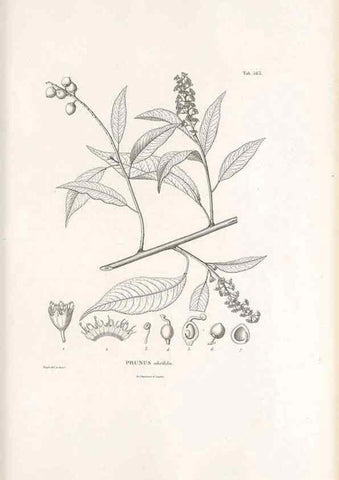 Reproducción/Reproduction 49521780781: Nova genera et species plantarum :. Antverpiae :Ex officina Christophori Plantini ...,1576.. 