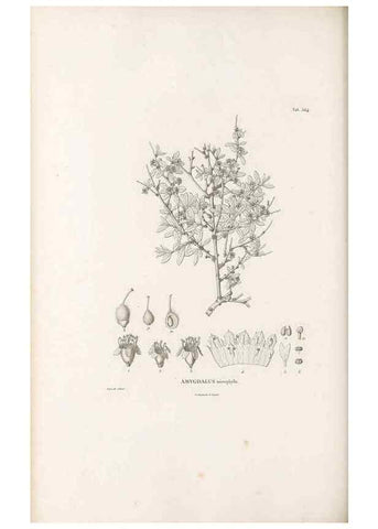 Reproducción/Reproduction 49521257418: Nova genera et species plantarum :. Antverpiae :Ex officina Christophori Plantini ...,1576.. 
