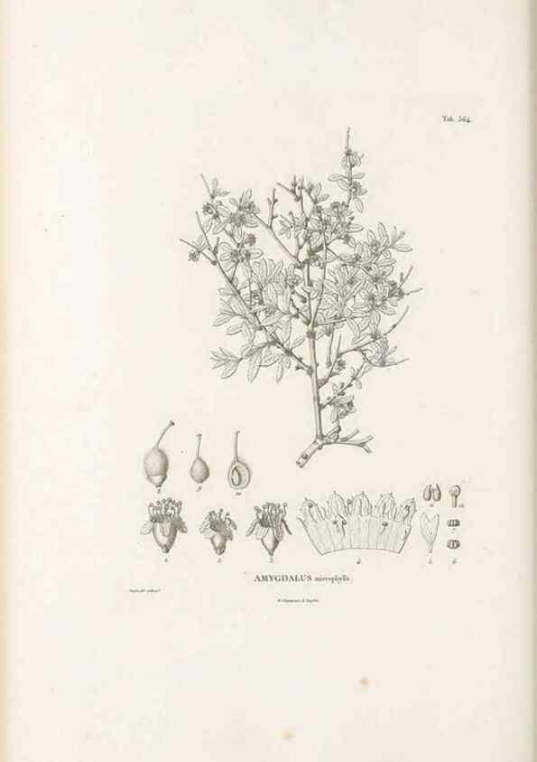 Reproducción/Reproduction 49521257418: Nova genera et species plantarum :. Antverpiae :Ex officina Christophori Plantini ...,1576.. 