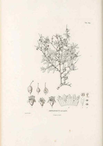 Reproducción/Reproduction 49521257418: Nova genera et species plantarum :. Antverpiae :Ex officina Christophori Plantini ...,1576.. 