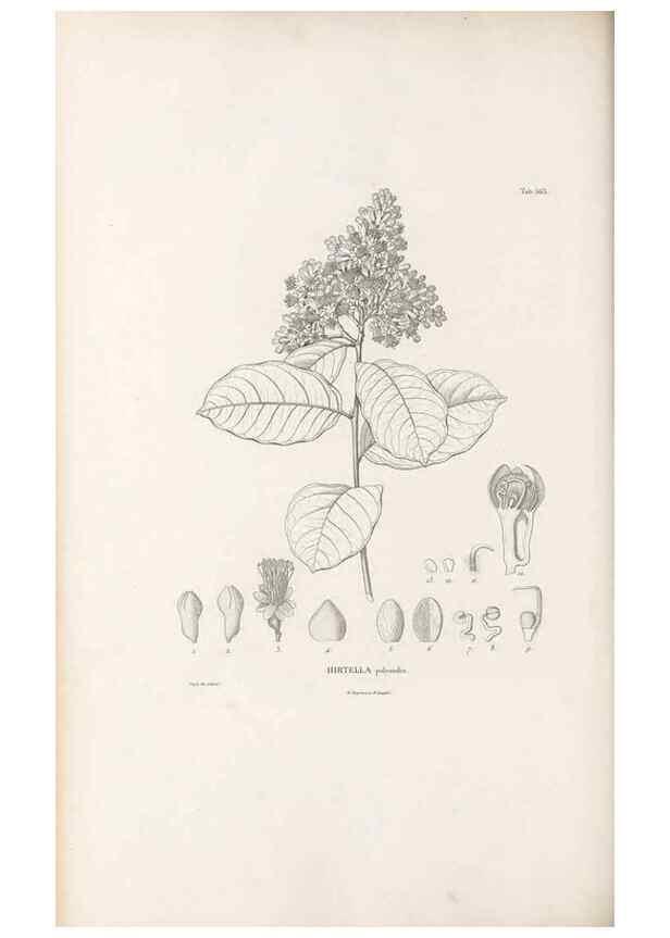 Reproducción/Reproduction 49521993577: Nova genera et species plantarum :. Antverpiae :Ex officina Christophori Plantini ...,1576.. 