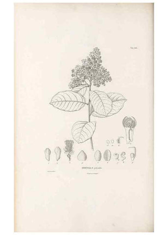 Reproducción/Reproduction 49521993577: Nova genera et species plantarum :. Antverpiae :Ex officina Christophori Plantini ...,1576.. 