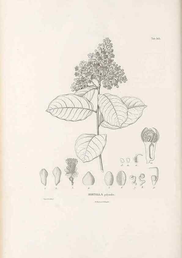 Reproducción/Reproduction 49521993577: Nova genera et species plantarum :. Antverpiae :Ex officina Christophori Plantini ...,1576.. 