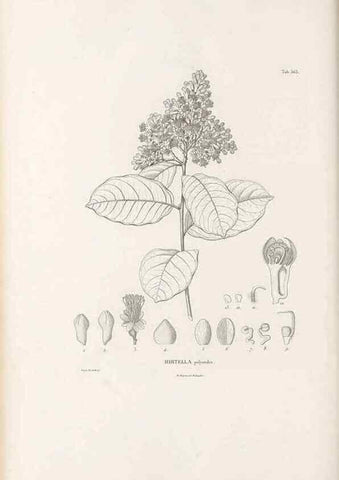 Reproducción/Reproduction 49521993577: Nova genera et species plantarum :. Antverpiae :Ex officina Christophori Plantini ...,1576.. 