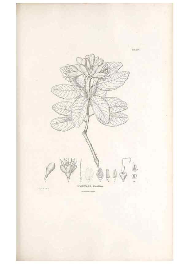 Reproducción/Reproduction 49521993867: Nova genera et species plantarum :. Antverpiae :Ex officina Christophori Plantini ...,1576.. 