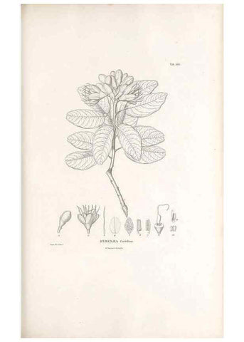 Reproducción/Reproduction 49521993867: Nova genera et species plantarum :. Antverpiae :Ex officina Christophori Plantini ...,1576.. 