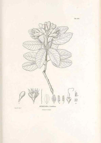 Reproducción/Reproduction 49521993867: Nova genera et species plantarum :. Antverpiae :Ex officina Christophori Plantini ...,1576.. 