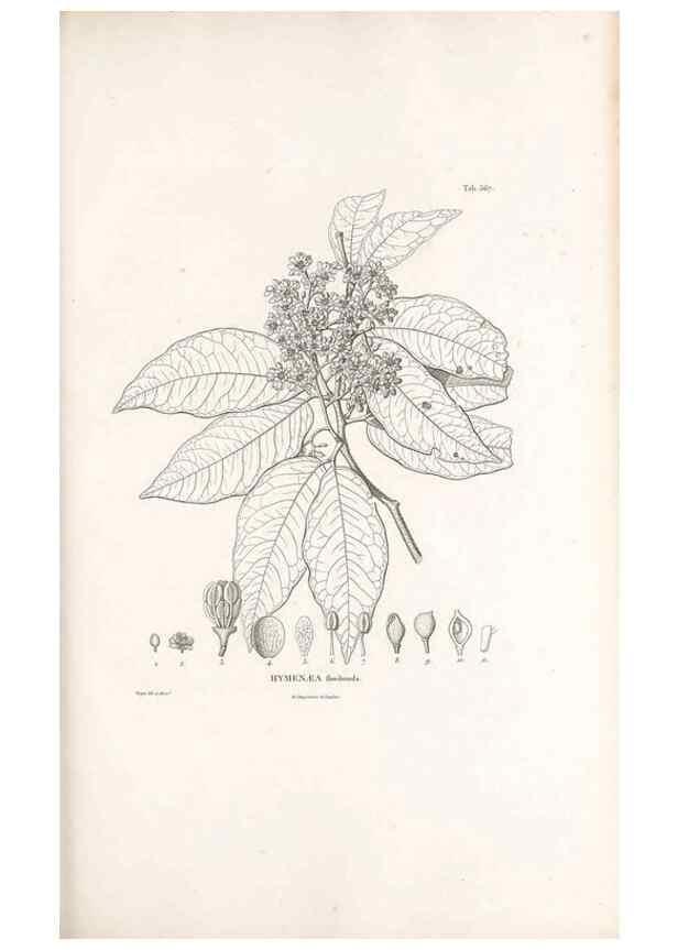 Reproducción/Reproduction 49521782066: Nova genera et species plantarum :. Antverpiae :Ex officina Christophori Plantini ...,1576.. 
