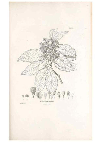 Reproducción/Reproduction 49521782066: Nova genera et species plantarum :. Antverpiae :Ex officina Christophori Plantini ...,1576.. 