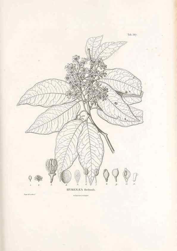 Reproducción/Reproduction 49521782066: Nova genera et species plantarum :. Antverpiae :Ex officina Christophori Plantini ...,1576.. 
