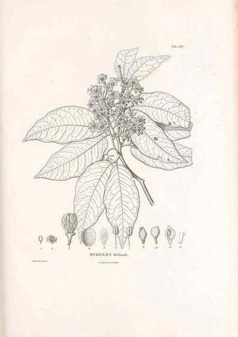 Reproducción/Reproduction 49521782066: Nova genera et species plantarum :. Antverpiae :Ex officina Christophori Plantini ...,1576.. 
