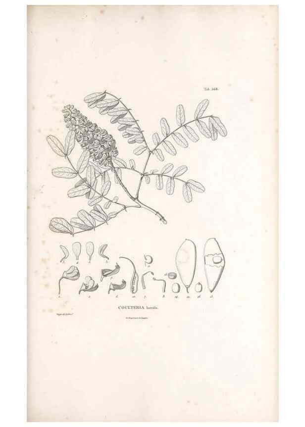 Reproducción/Reproduction 49521994527: Nova genera et species plantarum :. Antverpiae :Ex officina Christophori Plantini ...,1576.. 