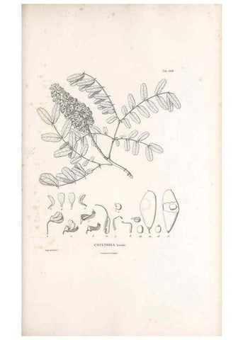 Reproducción/Reproduction 49521994527: Nova genera et species plantarum :. Antverpiae :Ex officina Christophori Plantini ...,1576.. 