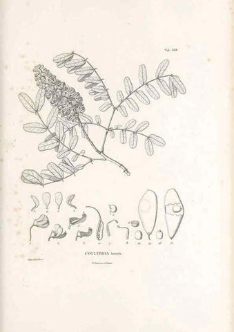 Reproducción/Reproduction 49521994527: Nova genera et species plantarum :. Antverpiae :Ex officina Christophori Plantini ...,1576.. 
