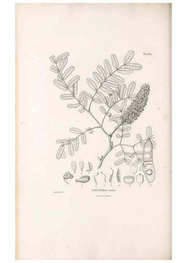 Reproducción/Reproduction 49521259073: Nova genera et species plantarum :. Antverpiae :Ex officina Christophori Plantini ...,1576.. 