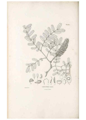 Reproducción/Reproduction 49521259073: Nova genera et species plantarum :. Antverpiae :Ex officina Christophori Plantini ...,1576.. 