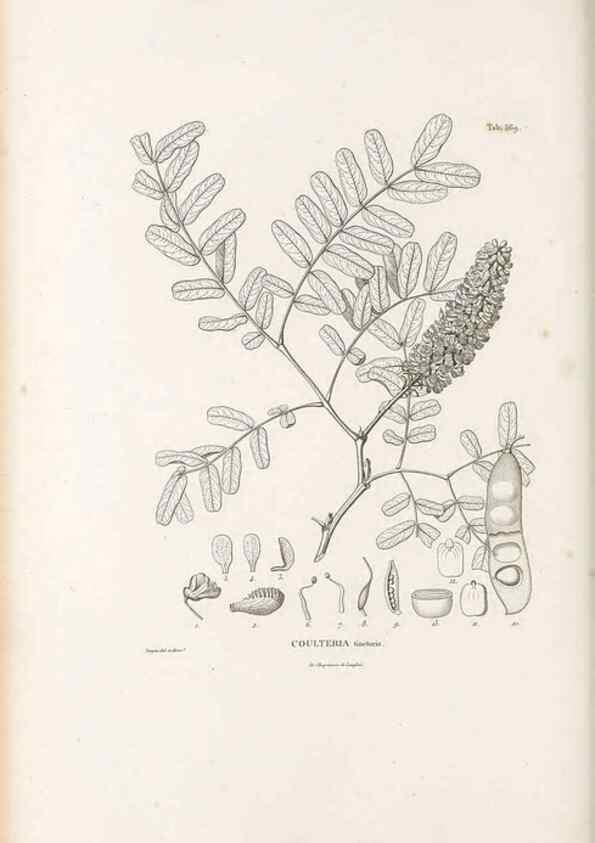 Reproducción/Reproduction 49521259073: Nova genera et species plantarum :. Antverpiae :Ex officina Christophori Plantini ...,1576.. 