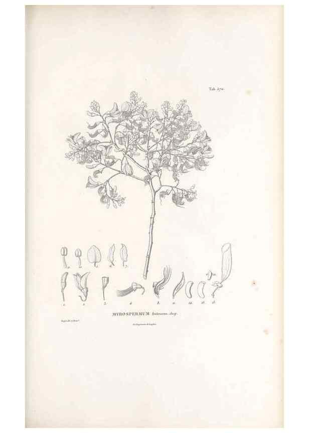 Reproducción/Reproduction 49521259373: Nova genera et species plantarum :. Antverpiae :Ex officina Christophori Plantini ...,1576.. 