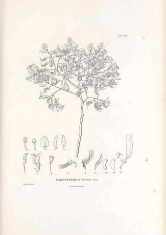 Reproducción/Reproduction 49521259373: Nova genera et species plantarum :. Antverpiae :Ex officina Christophori Plantini ...,1576.. 