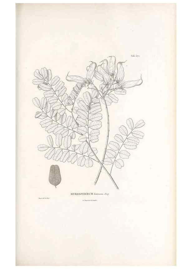 Reproducción/Reproduction 49521783341: Nova genera et species plantarum :. Antverpiae :Ex officina Christophori Plantini ...,1576.. 