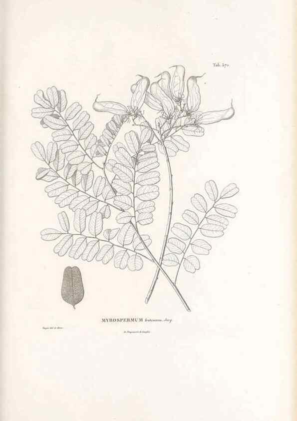 Reproducción/Reproduction 49521783341: Nova genera et species plantarum :. Antverpiae :Ex officina Christophori Plantini ...,1576.. 