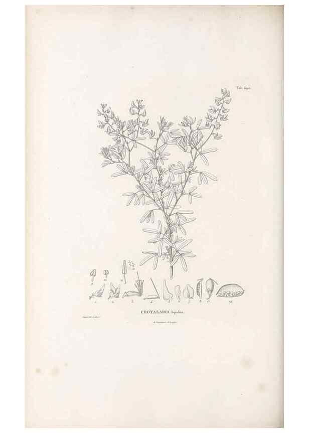 Reproducción/Reproduction 49521260043: Nova genera et species plantarum :. Antverpiae :Ex officina Christophori Plantini ...,1576.. 