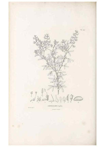 Reproducción/Reproduction 49521260043: Nova genera et species plantarum :. Antverpiae :Ex officina Christophori Plantini ...,1576.. 