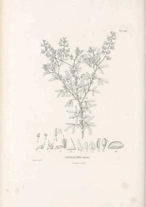Reproducción/Reproduction 49521260043: Nova genera et species plantarum :. Antverpiae :Ex officina Christophori Plantini ...,1576.. 