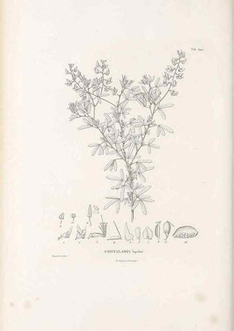Reproducción/Reproduction 49521260043: Nova genera et species plantarum :. Antverpiae :Ex officina Christophori Plantini ...,1576.. 