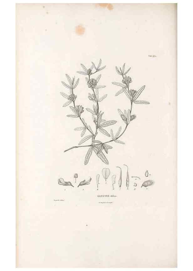 Reproducción/Reproduction 49521260363: Nova genera et species plantarum :. Antverpiae :Ex officina Christophori Plantini ...,1576.. 