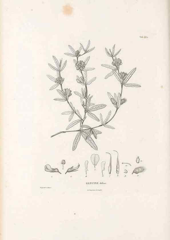 Reproducción/Reproduction 49521260363: Nova genera et species plantarum :. Antverpiae :Ex officina Christophori Plantini ...,1576.. 