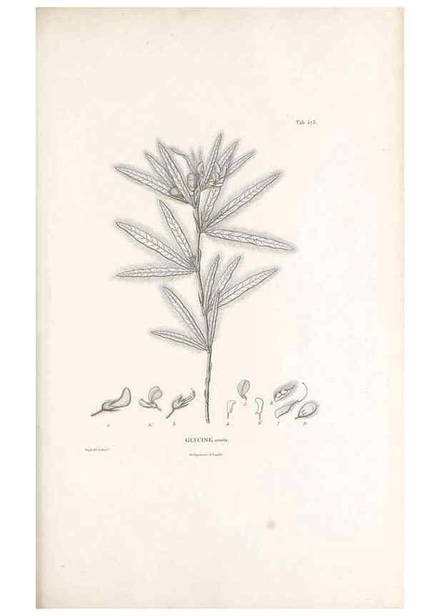 Reproducción/Reproduction 49521260653: Nova genera et species plantarum :. Antverpiae :Ex officina Christophori Plantini ...,1576.. 